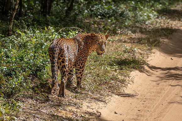 Large Male Leopard Marking Territory -3
