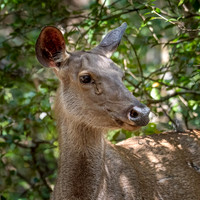 Sambar Deer -2