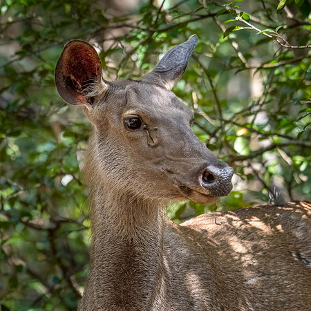 Sambar Deer -2
