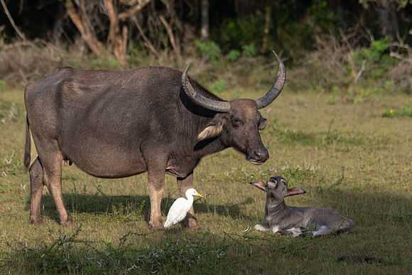Water Buffalo and Newborn