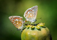 Common Blue Mating 230725