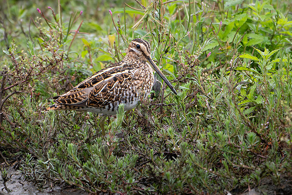 Snipe 280724-1