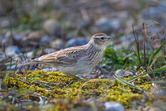 Skylark 060324 -1