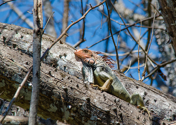 Green Iguana