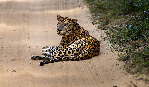 Large Male Leopard Resting in Road -1