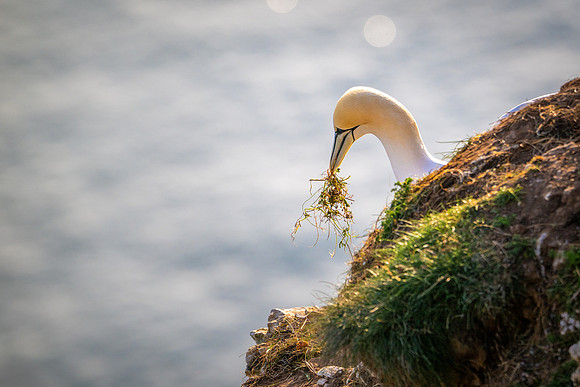 Bempton-171