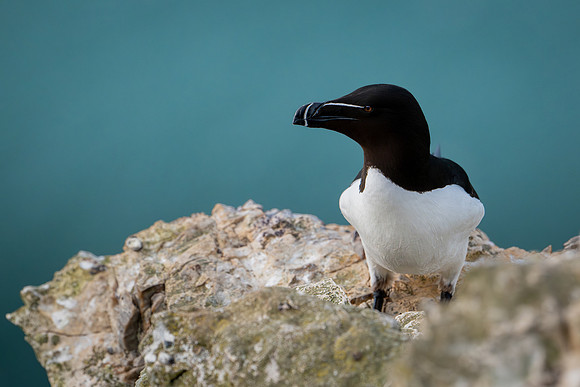 Razorbill -4