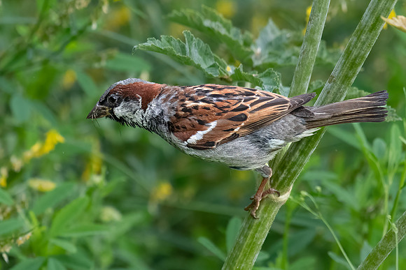 House Sparrow Feeding in Ragwort 020822 -2