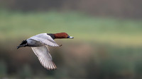 Pochard 210125