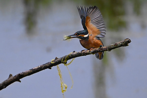 Kingfisher 090724-13