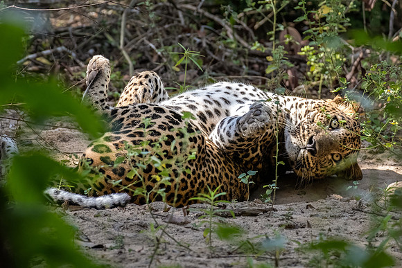 Just a Big Pussycat