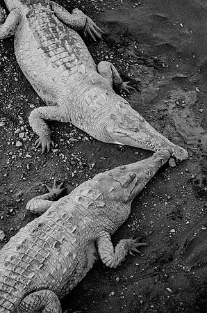 American Crocodiles