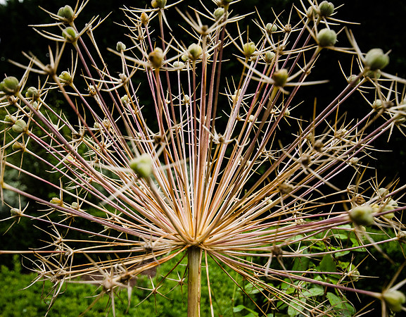 Hampton Court Gardens - 19