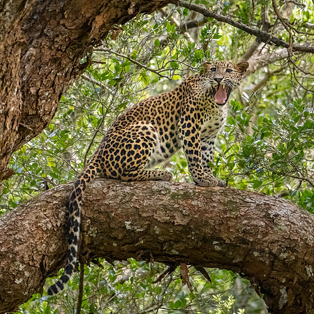 Young Leopard in Tree -2
