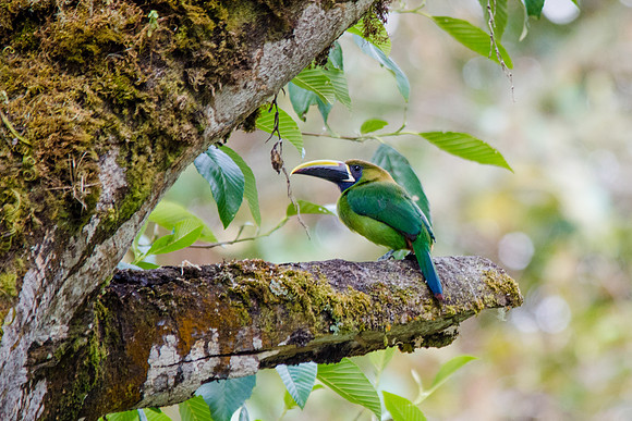 Emerald Toucanet