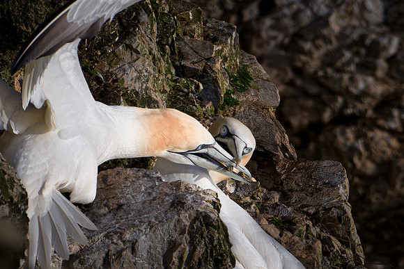 Bempton-44