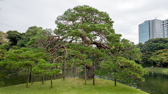 Koishikawa Korakuen Gardens  -2