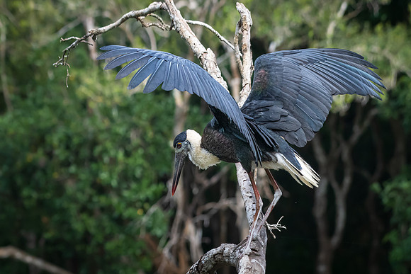 Woolly-necked Stork -3
