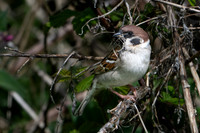 Tree Sparrow -3