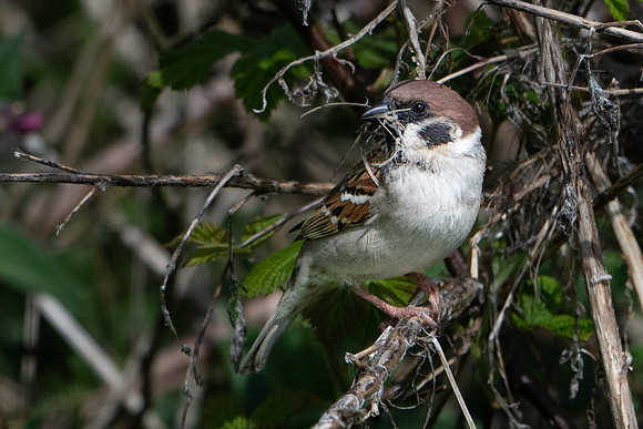 Tree Sparrow -3
