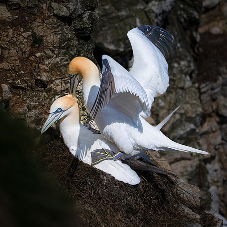 Bempton-54