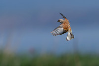 Linnet -2