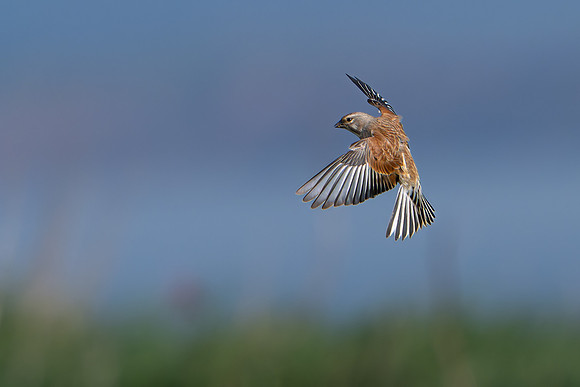 Linnet -2