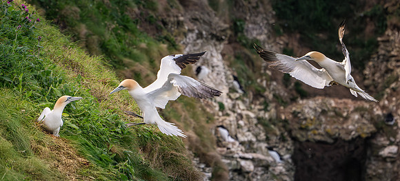 Bempton-149