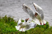 Black-headed Gulls Fighting 030625