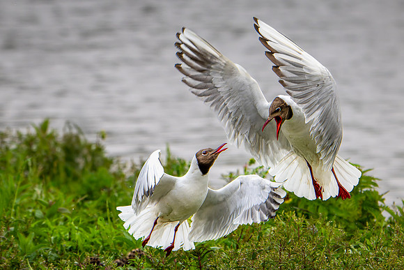Black-headed Gulls Fighting 030625