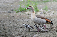 Egyptian Goose 020724-2