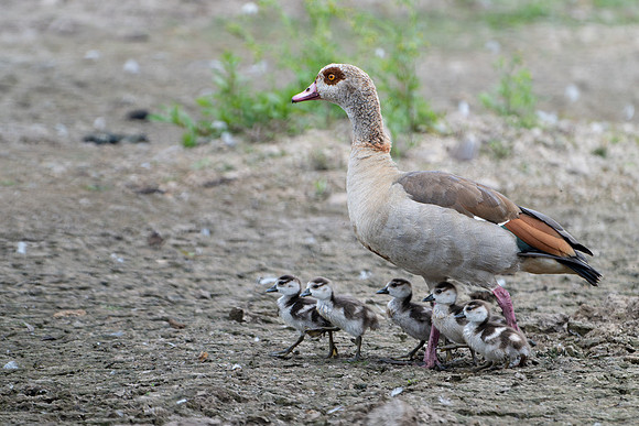 Egyptian Goose 020724-2