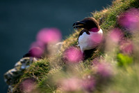 The Other Seabirds