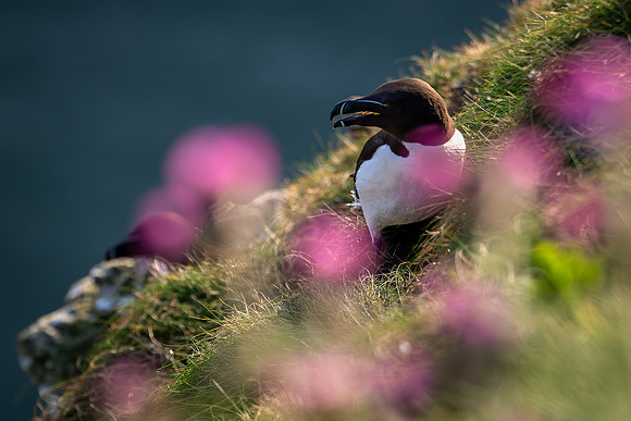 Razorbill -1