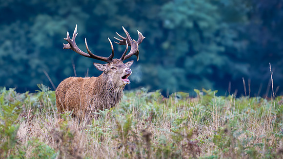 Red Deer Stag 141024-5