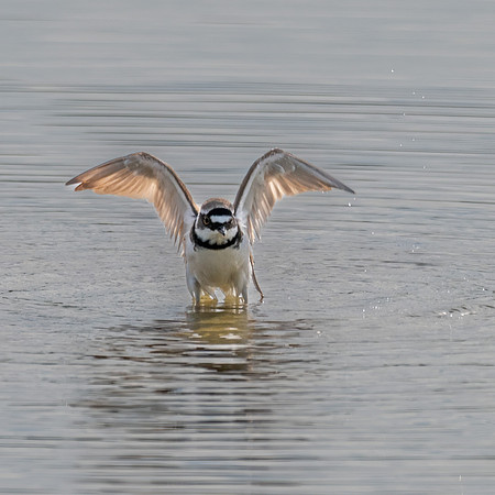Little Ringed Plover 170522 -2