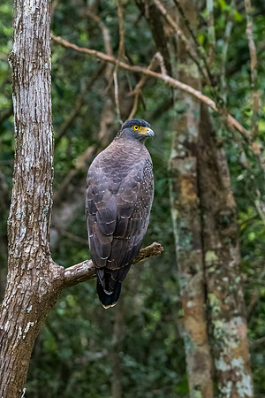 Crested Serpent Eagle -1