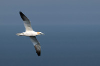 Bempton-147