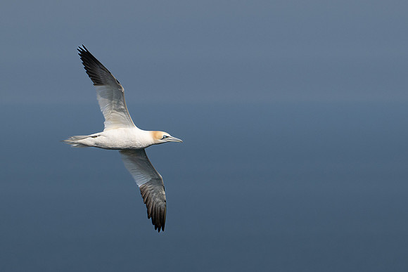 Bempton-147