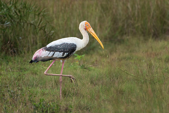 Painted Stork -1