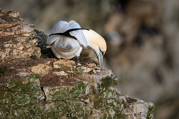 Bempton-110