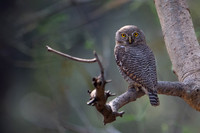 Jungle Owlet