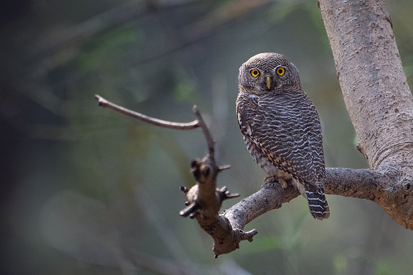 Jungle Owlet