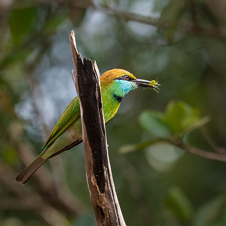 Little Green Bee-eater -2