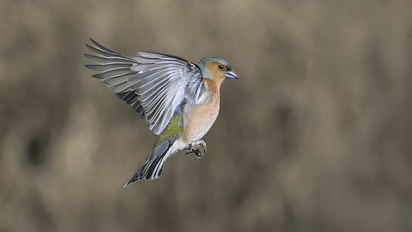 Chaffinch 180325