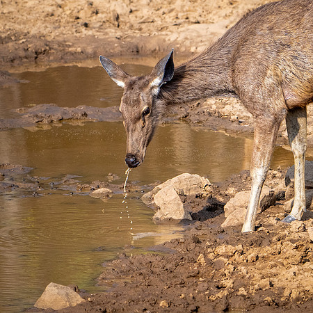 Sambar Deer ♀ Drinking