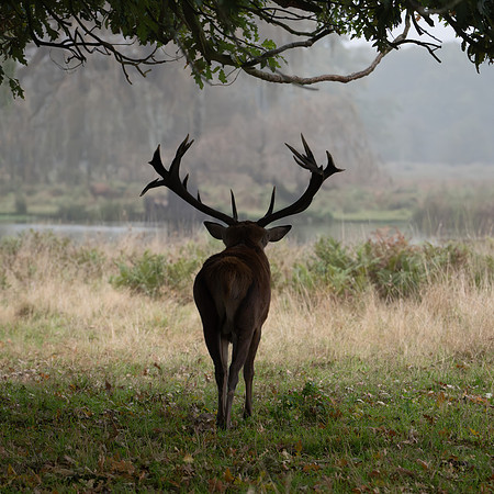 Red Deer Stag 141024-16