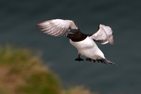 Razorbill -5