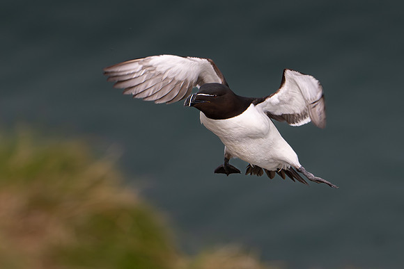Razorbill -5