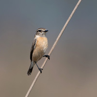 Stonechat -1